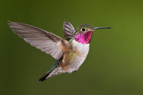 Hummingbirds Everywhere