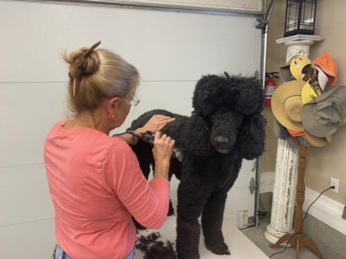 Joanne Learns Grooming During Pandemic