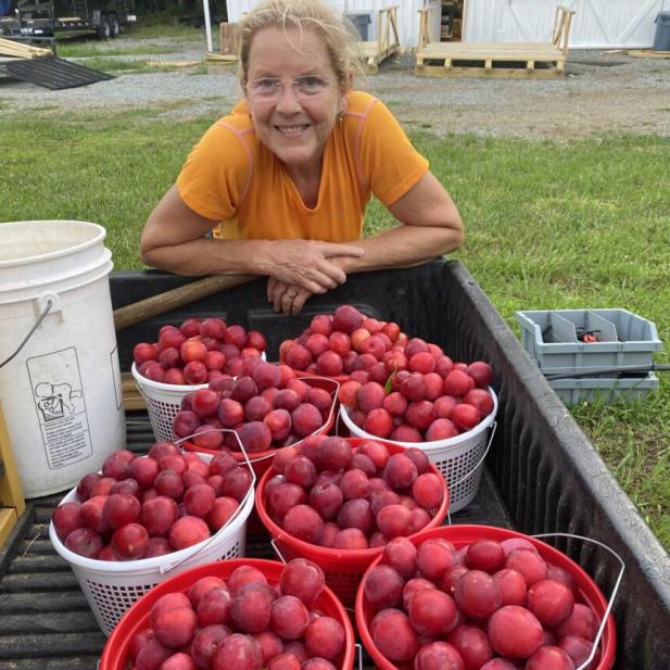 Plums Everywhere - 70 Jars Canned