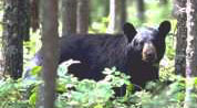 black-bear2