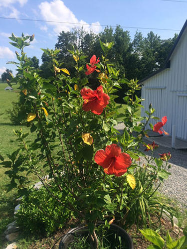 flowersatbarn