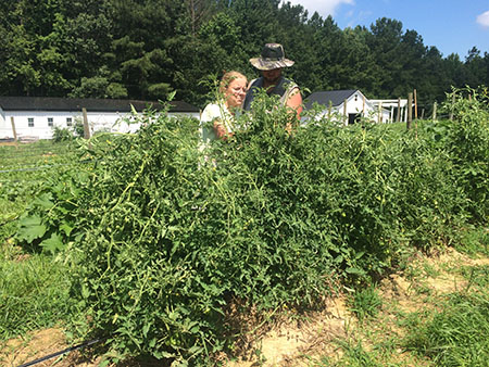 tomato plants